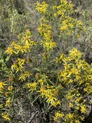 Senecio spartioides