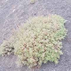 Artemisia santolinifolia