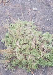 Artemisia santolinifolia