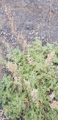 Artemisia santolinifolia