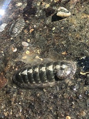 Ischnochiton maorianus