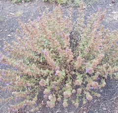 Dracocephalum nutans