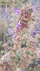 Dracocephalum nutans