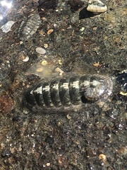 Ischnochiton maorianus