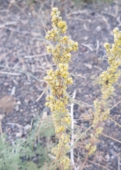 Artemisia santolinifolia
