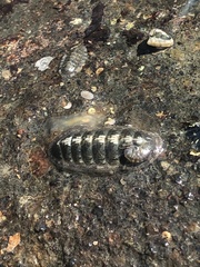 Ischnochiton maorianus