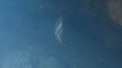 Chelmon rostratus