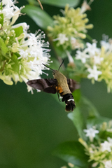 Macroglossum bombylans