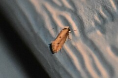 Tinea apicimaculella