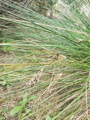 Juncus kraussii