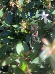 Autographa