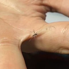 Culex quinquefasciatus