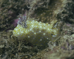 Halgerda terramtuentis