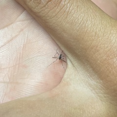 Culex quinquefasciatus