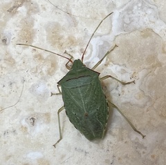 Chlorocoris