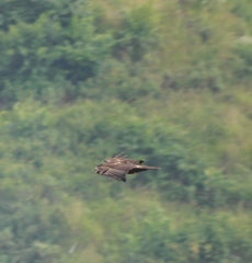 Ictinaetus malaiensis