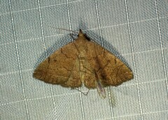 Zanclognatha protumnusalis