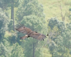 Ictinaetus malaiensis