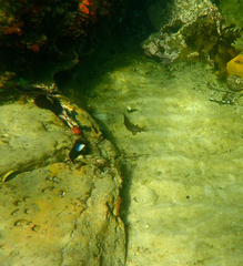 Vincentia conspersa