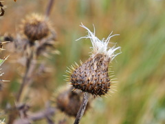 Cirsium undulatum