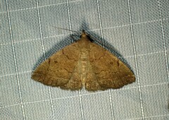 Zanclognatha protumnusalis