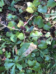 Disholcaspis globosa