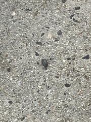 Armadillidium vulgare