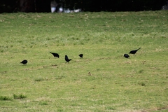 Molothrus bonariensis