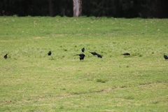 Molothrus bonariensis