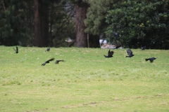 Molothrus bonariensis