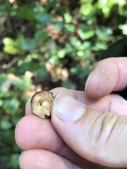 Disholcaspis globosa