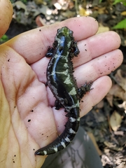 Ambystoma opacum