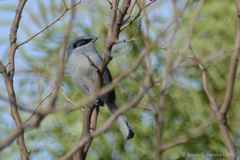 Polioptila dumicola