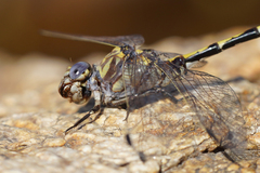 Progomphus borealis