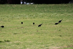 Molothrus bonariensis