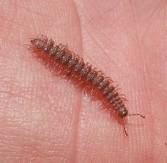 Polydesmus inconstans