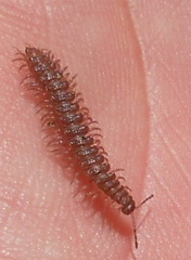 Polydesmus inconstans