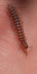 Polydesmus inconstans