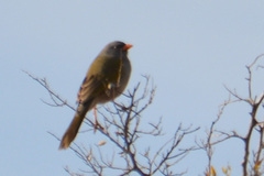 Embernagra platensis