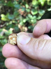 Disholcaspis globosa