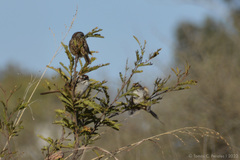 Rhynchospiza strigiceps