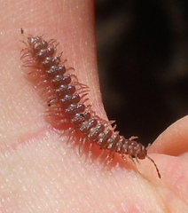 Polydesmus inconstans