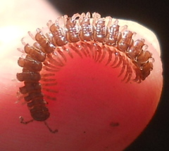 Polydesmus inconstans