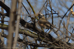 Saltatricula multicolor