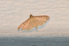 Herpetogramma bipunctalis