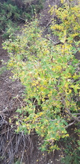 Lonicera microphylla
