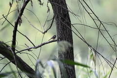 Aegithalos concinnus