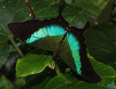 Papilio buddha
