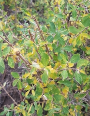 Lonicera microphylla