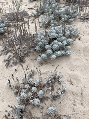 Artemisia stelleriana